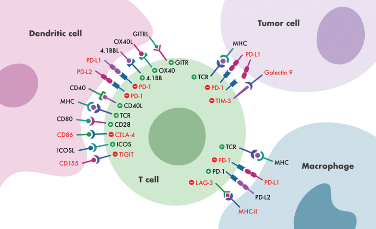 Immune Checkpoint Assays Reaction Biology