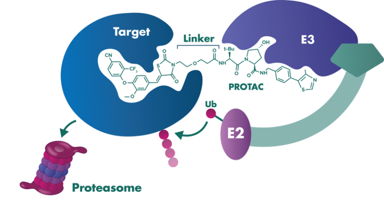 Protein Degradation Assays - PROTAC Screening | Reaction Biology