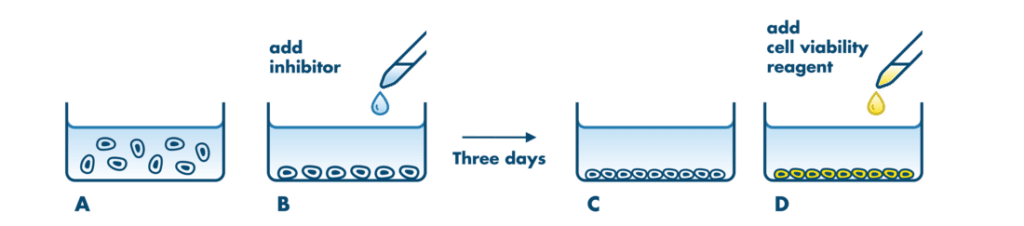 BAF3 Cell Proliferation Assay | Kinase Assays | Reaction Biology