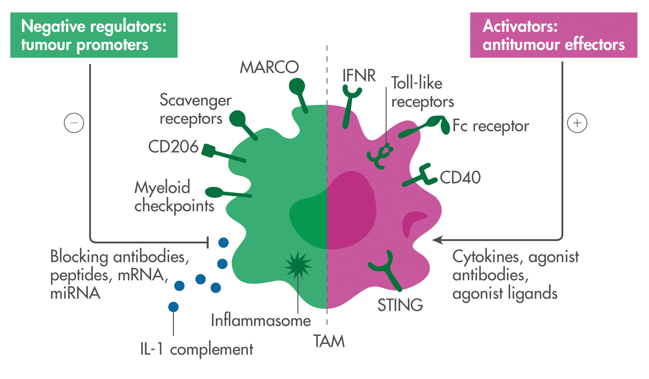 Macrophage-Targeted Immunotherapy: Unveiling New Frontiers in Cancer Treatment