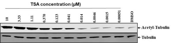 tubulin acetylation by HDAC assay