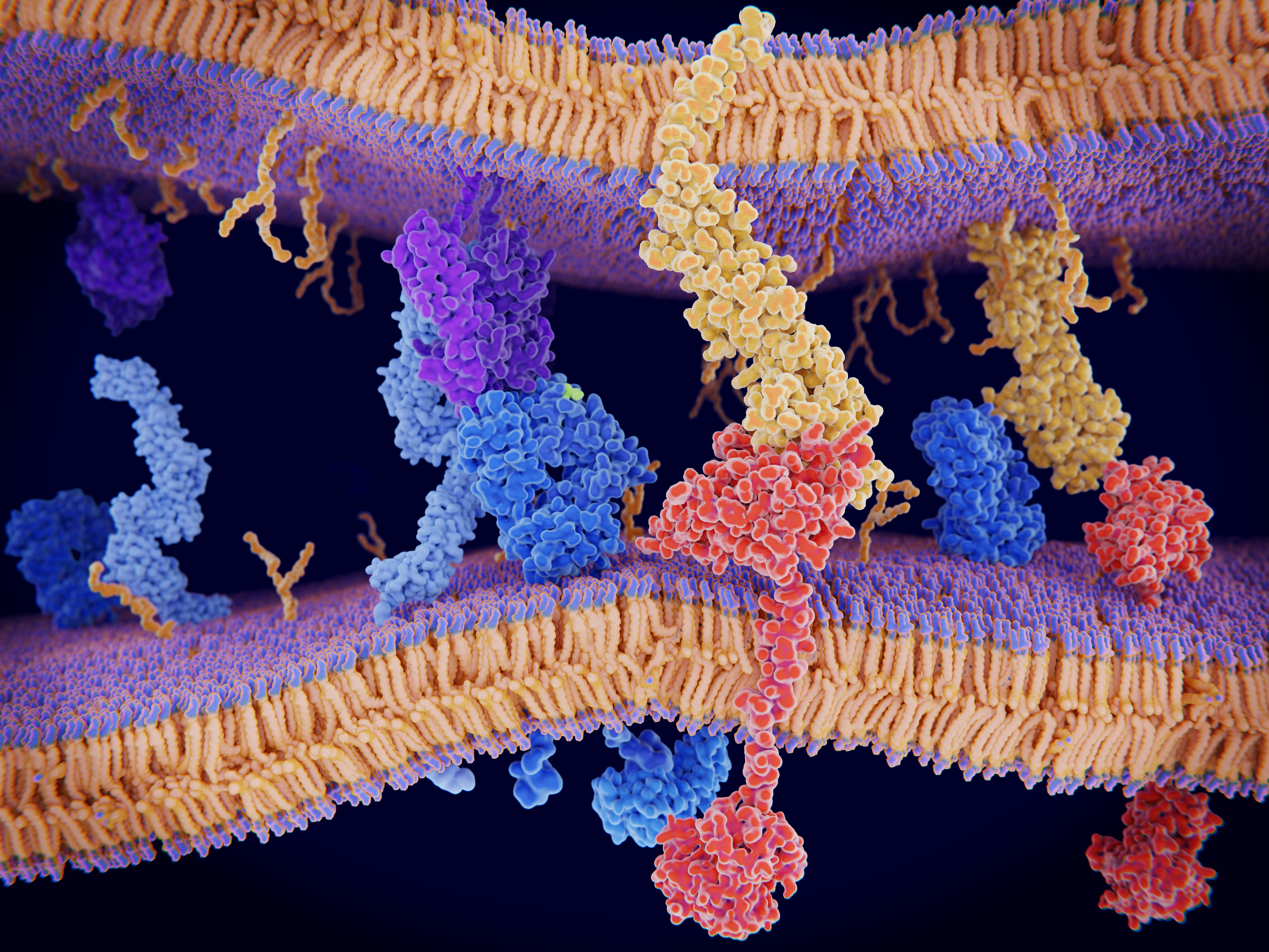 See which cell lines and targets we offer with LinkLight™ PPI assay services